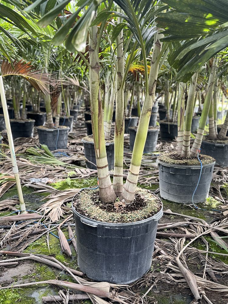 veitchia-merrillii-christmas-palm-adonidia-merrillii
