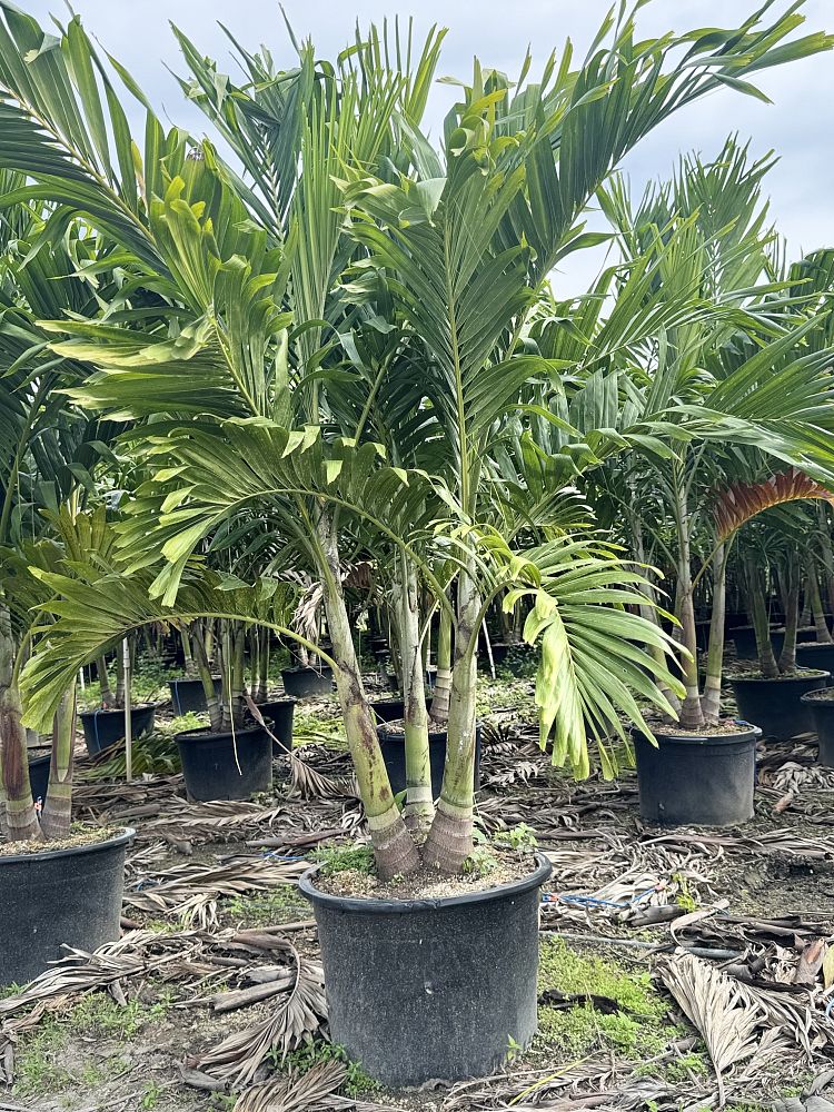 veitchia-merrillii-christmas-palm-adonidia-merrillii