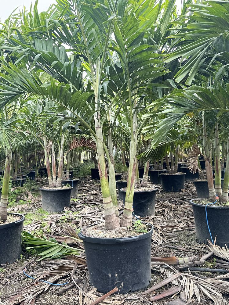 veitchia-merrillii-christmas-palm-adonidia-merrillii