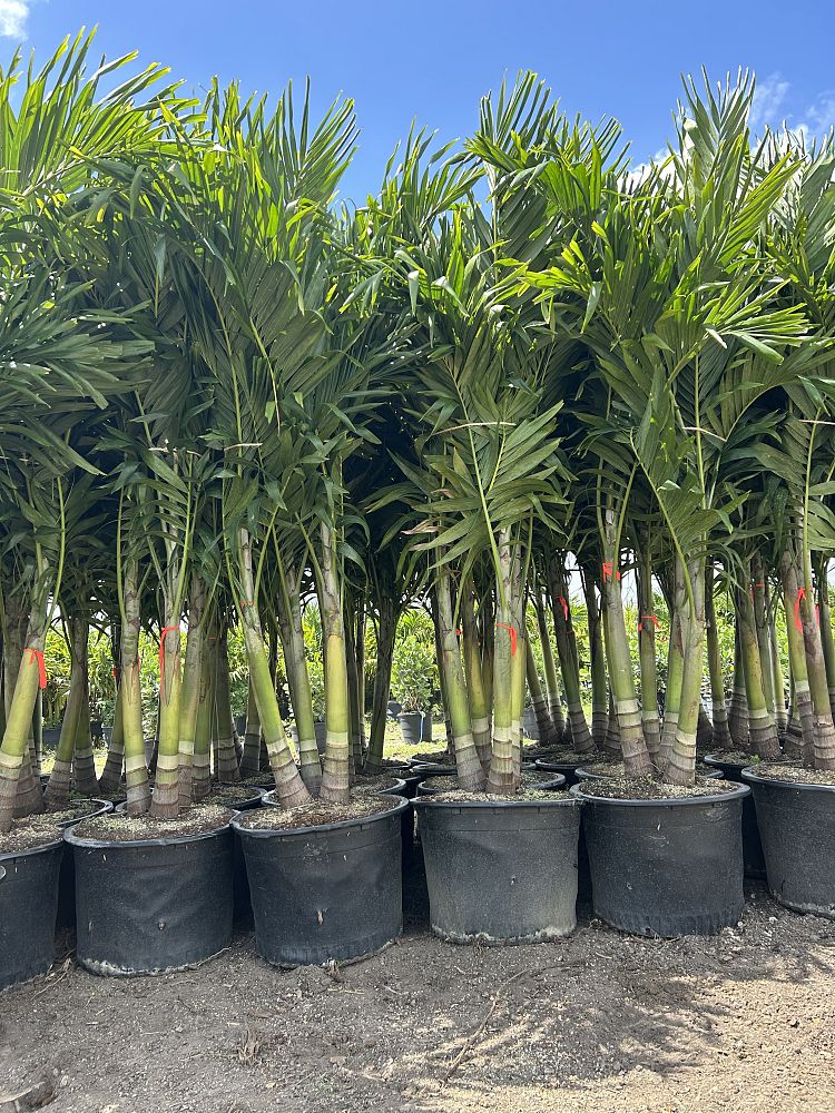 veitchia-merrillii-christmas-palm-adonidia-merrillii