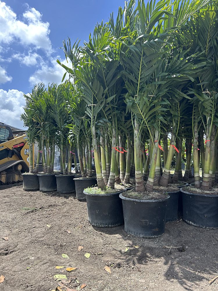 veitchia-merrillii-christmas-palm-adonidia-merrillii