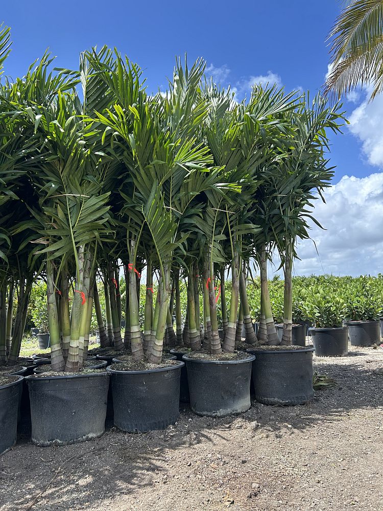 veitchia-merrillii-christmas-palm-adonidia-merrillii