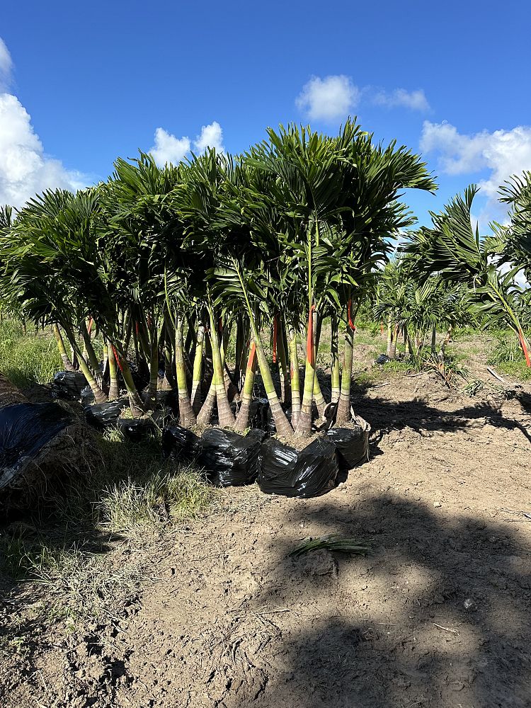 veitchia-merrillii-christmas-palm-adonidia-merrillii
