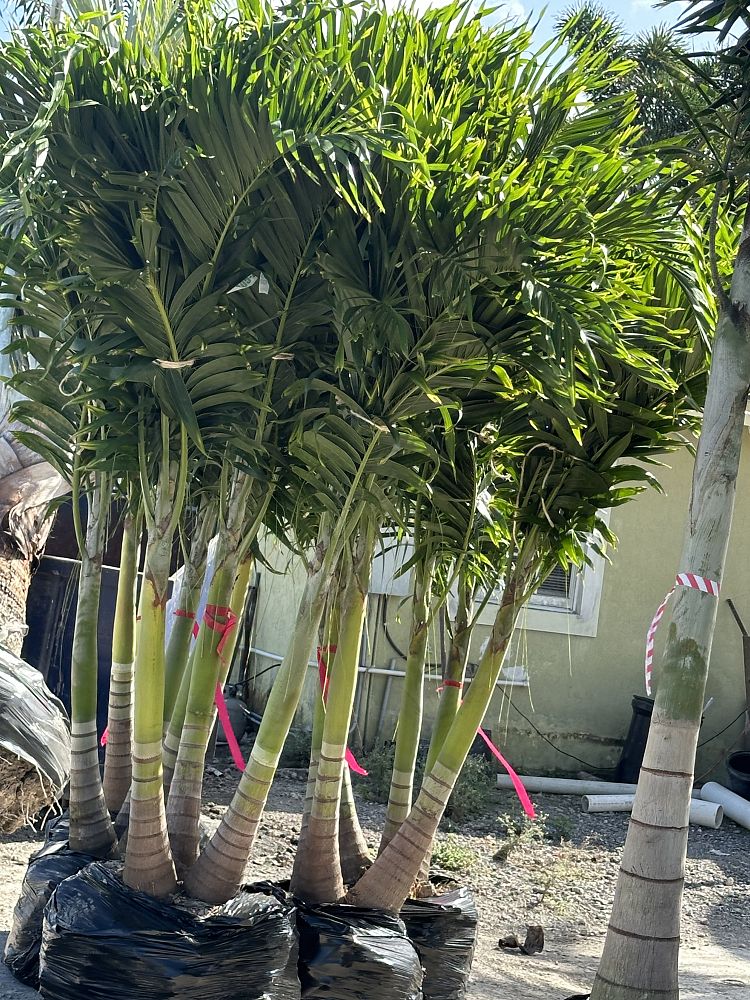veitchia-merrillii-christmas-palm-adonidia-merrillii