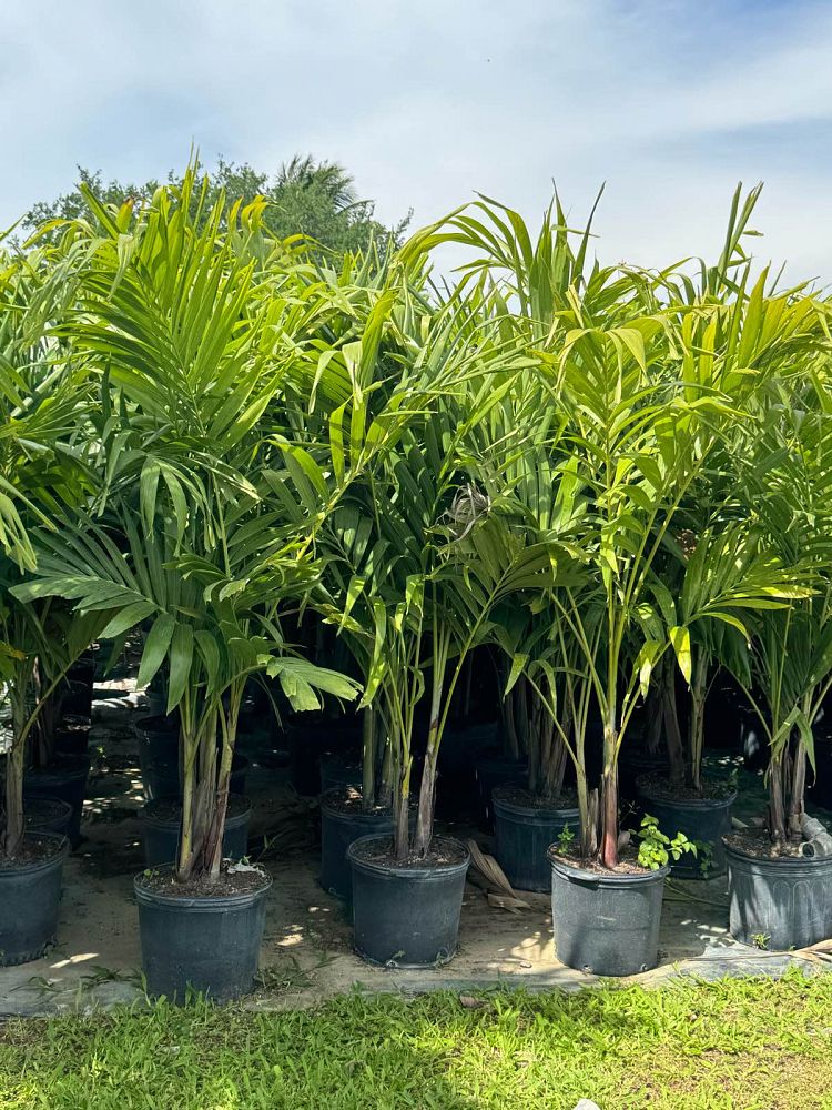 veitchia-merrillii-christmas-palm-adonidia-merrillii