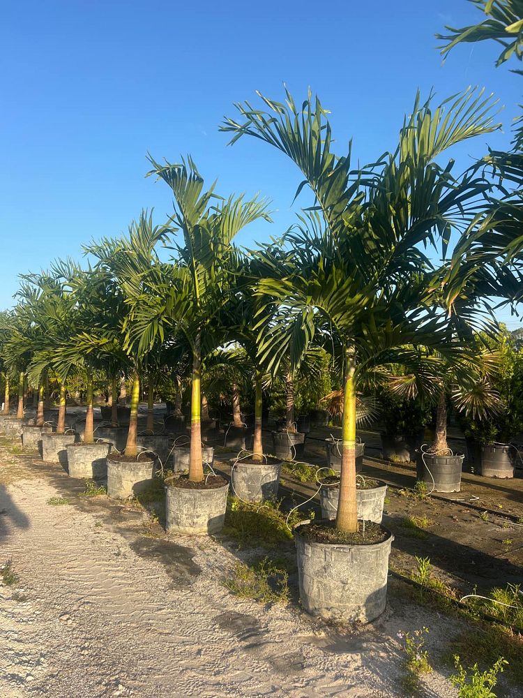 veitchia-merrillii-christmas-palm-adonidia-merrillii