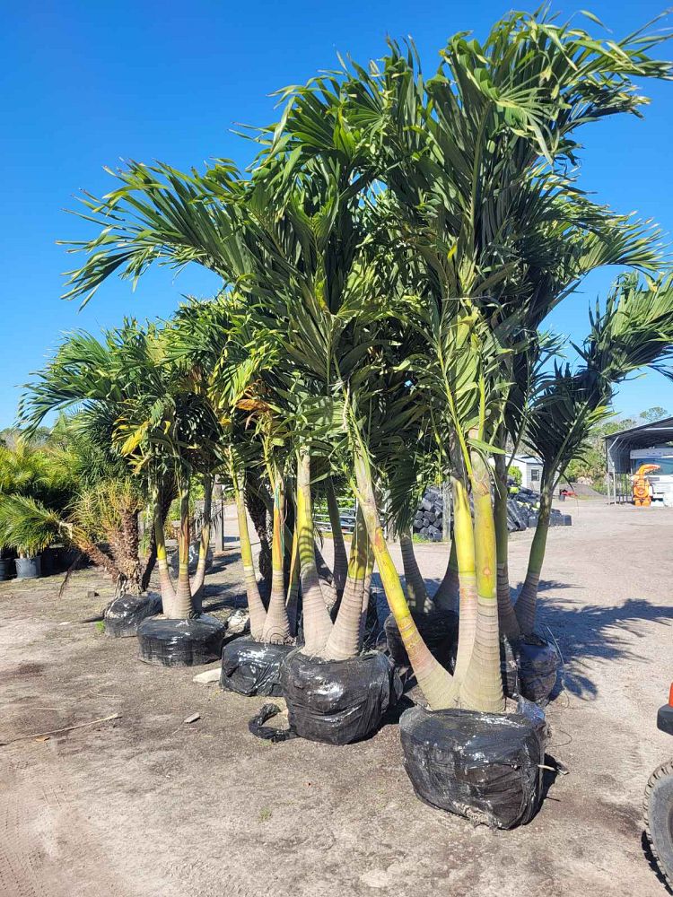 veitchia-merrillii-christmas-palm-adonidia-merrillii