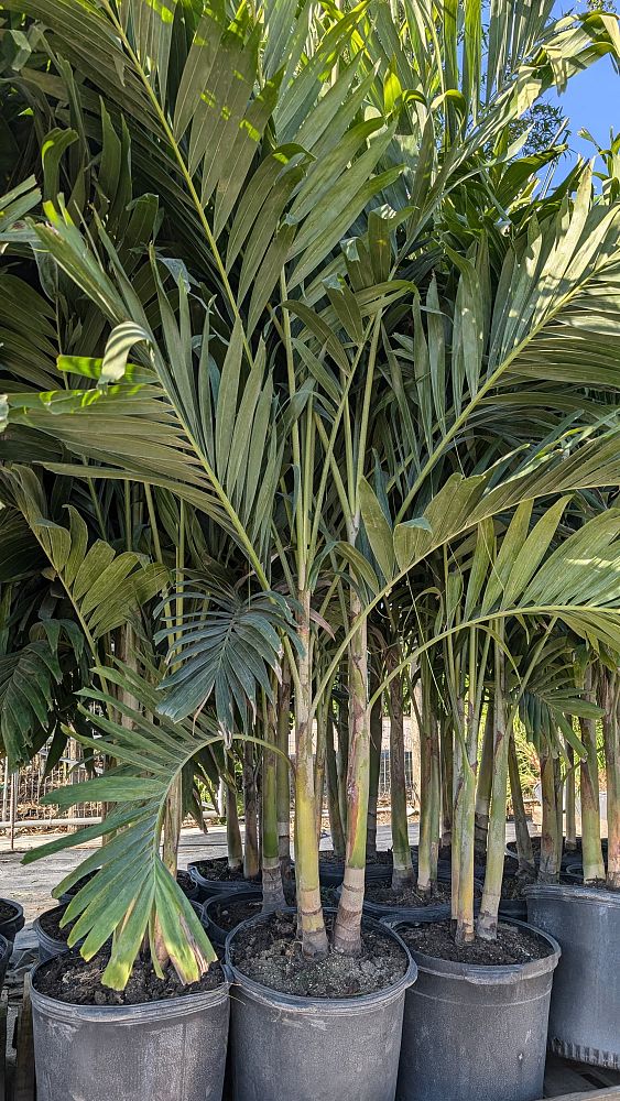 veitchia-merrillii-christmas-palm-adonidia-merrillii