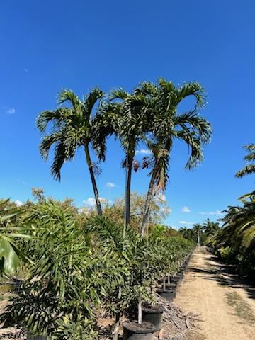 veitchia-merrillii-christmas-palm-adonidia-merrillii