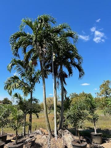 veitchia-merrillii-christmas-palm-adonidia-merrillii