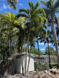 veitchia-merrillii-christmas-palm-adonidia-merrillii