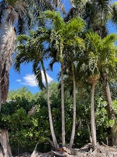 veitchia-merrillii-christmas-palm-adonidia-merrillii