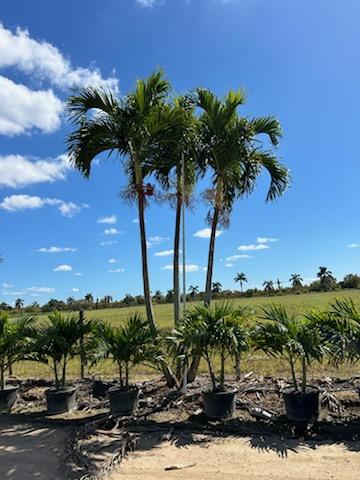 veitchia-merrillii-christmas-palm-adonidia-merrillii