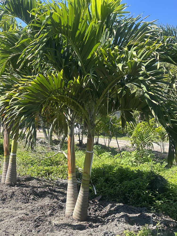 veitchia-merrillii-christmas-palm-adonidia-merrillii