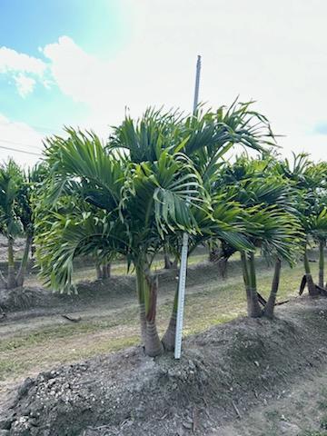 veitchia-merrillii-christmas-palm-adonidia-merrillii