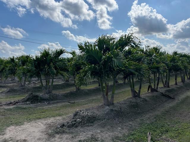 veitchia-merrillii-christmas-palm-adonidia-merrillii