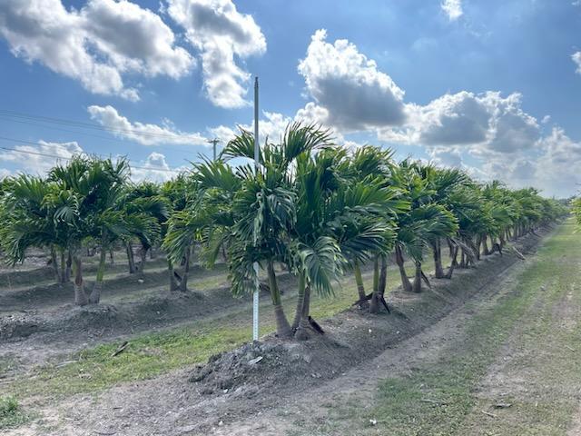 veitchia-merrillii-christmas-palm-adonidia-merrillii