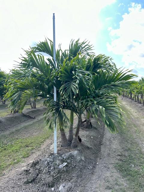 veitchia-merrillii-christmas-palm-adonidia-merrillii