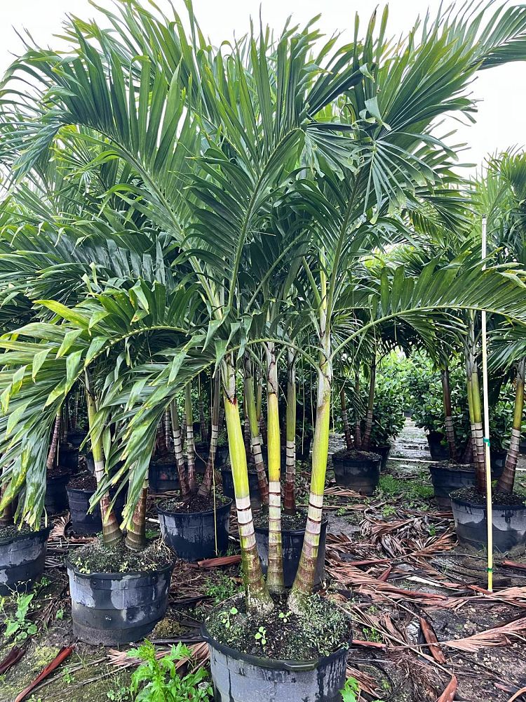 veitchia-merrillii-christmas-palm-adonidia-merrillii
