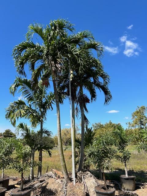 veitchia-merrillii-christmas-palm-adonidia-merrillii
