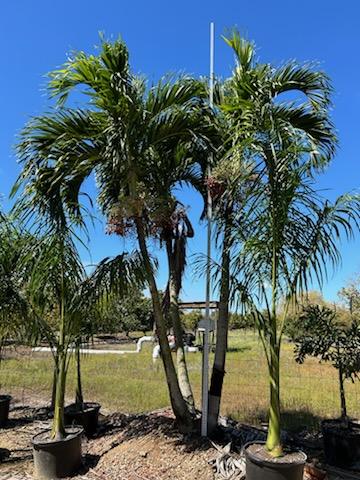 veitchia-merrillii-christmas-palm-adonidia-merrillii
