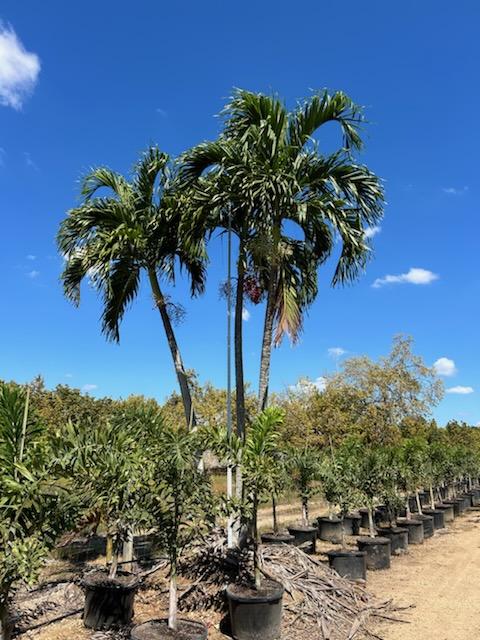 veitchia-merrillii-christmas-palm-adonidia-merrillii