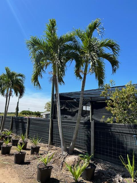 veitchia-merrillii-christmas-palm-adonidia-merrillii
