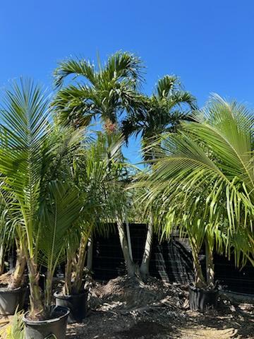 veitchia-merrillii-christmas-palm-adonidia-merrillii