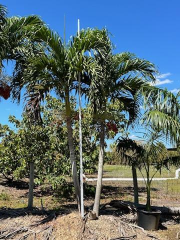 veitchia-merrillii-christmas-palm-adonidia-merrillii