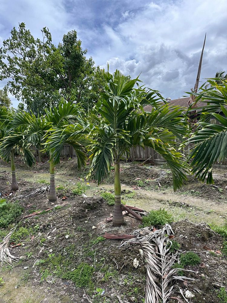 veitchia-merrillii-christmas-palm-adonidia-merrillii