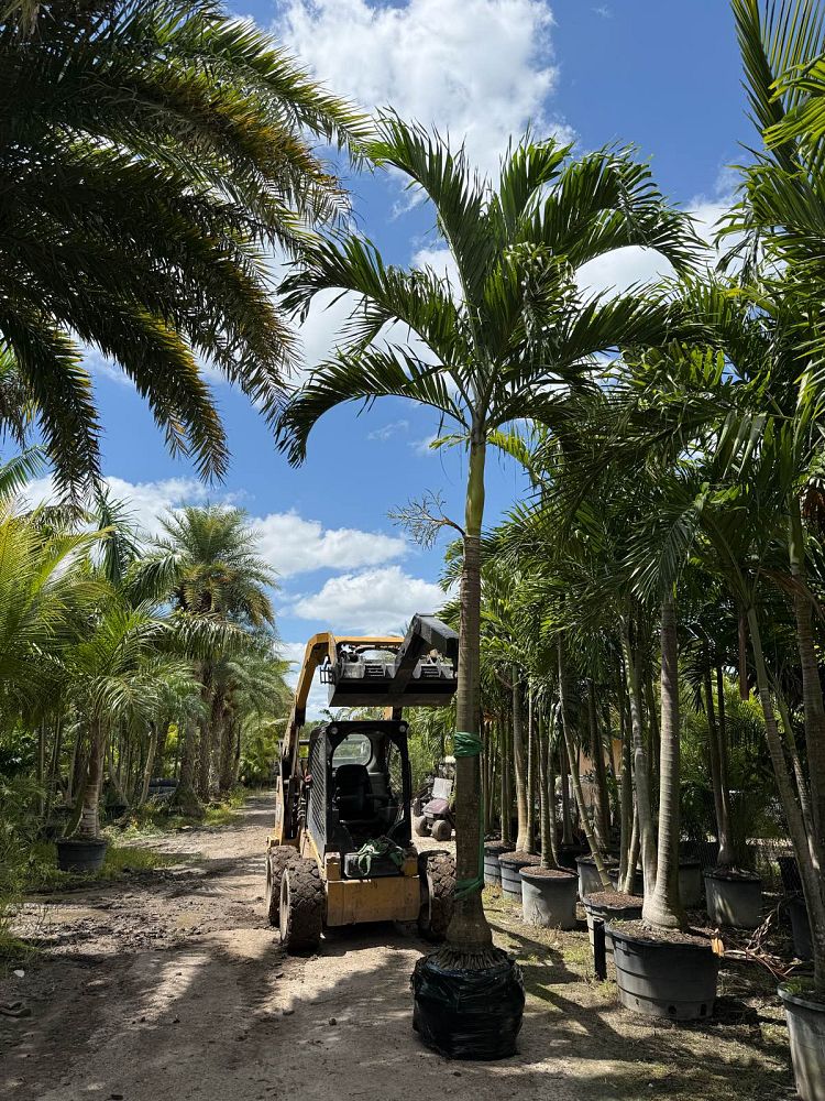veitchia-merrillii-christmas-palm-adonidia-merrillii