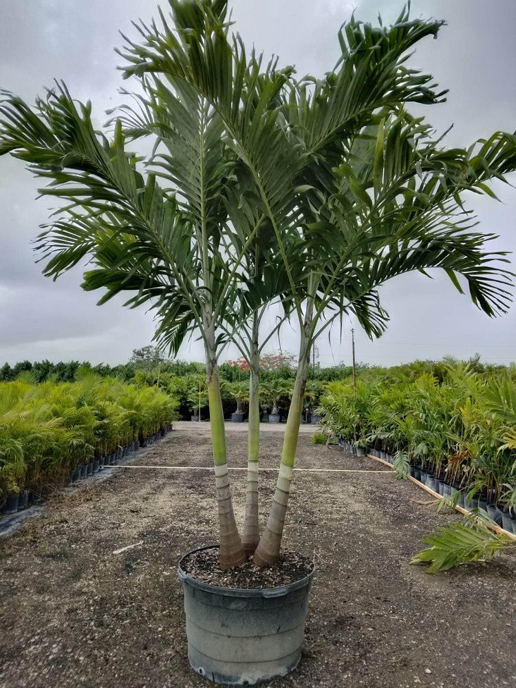 veitchia-merrillii-christmas-palm-adonidia-merrillii