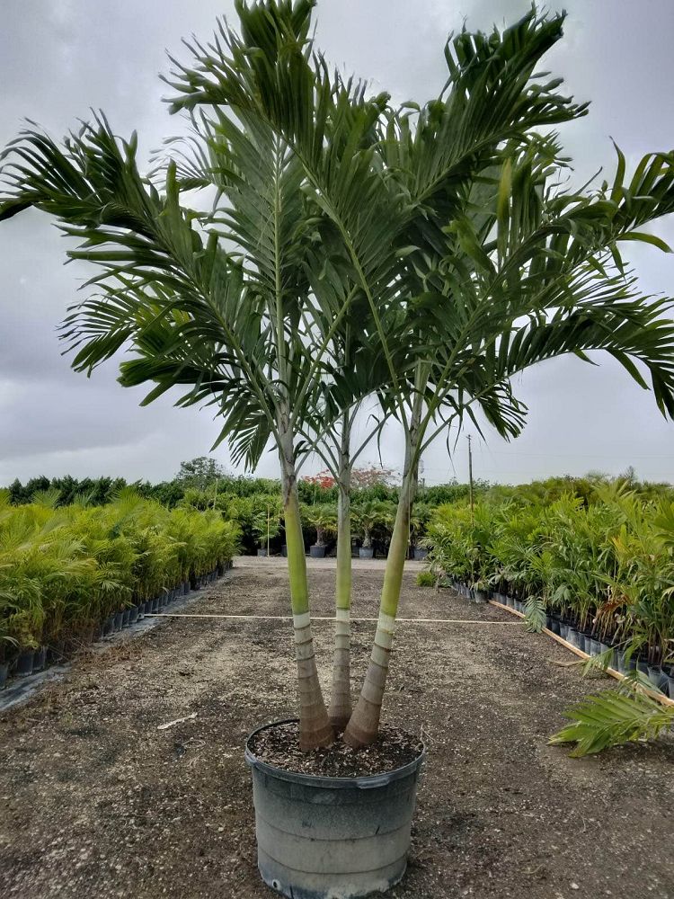 veitchia-merrillii-christmas-palm-adonidia-merrillii