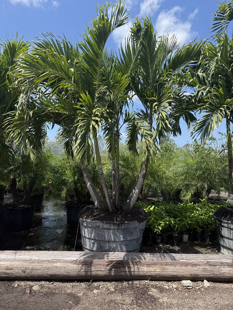 veitchia-merrillii-christmas-palm-adonidia-merrillii