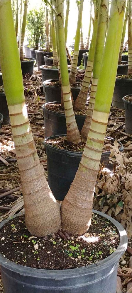 veitchia-merrillii-christmas-palm-adonidia-merrillii
