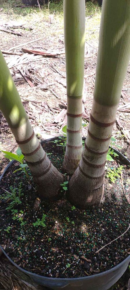 veitchia-merrillii-christmas-palm-adonidia-merrillii