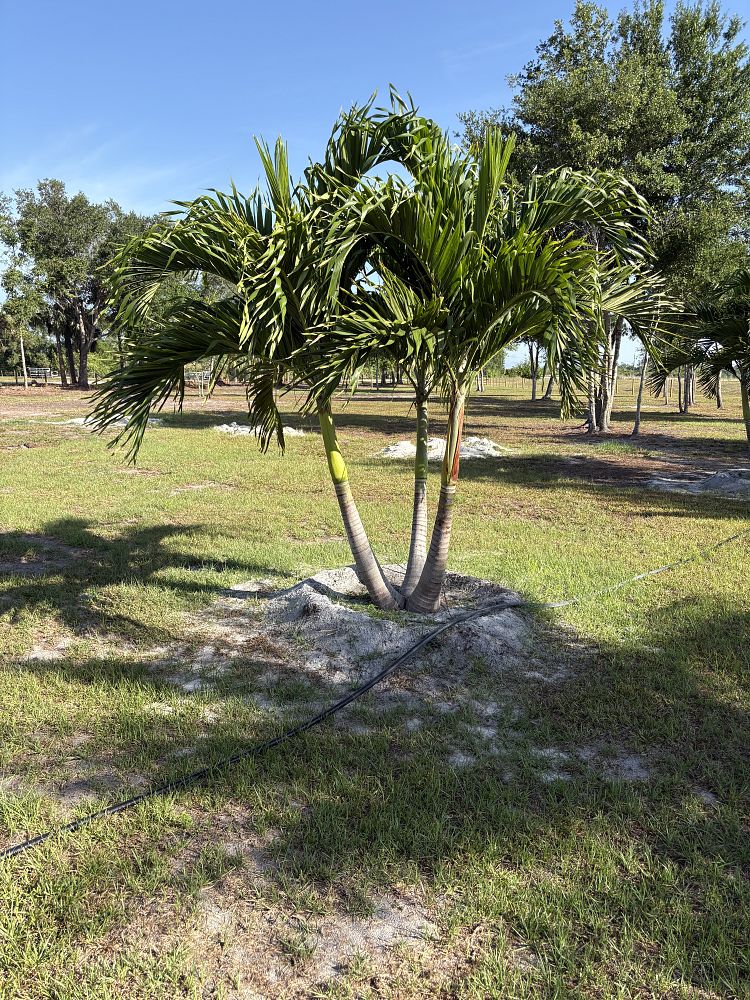 veitchia-merrillii-christmas-palm-adonidia-merrillii