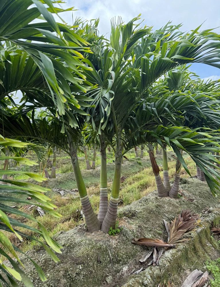 veitchia-merrillii-christmas-palm-adonidia-merrillii