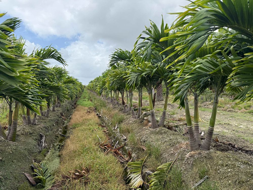 veitchia-merrillii-christmas-palm-adonidia-merrillii