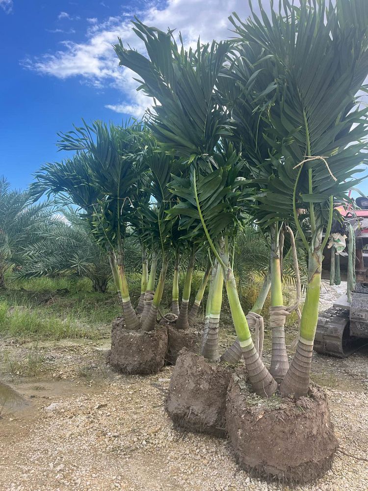 veitchia-merrillii-christmas-palm-adonidia-merrillii