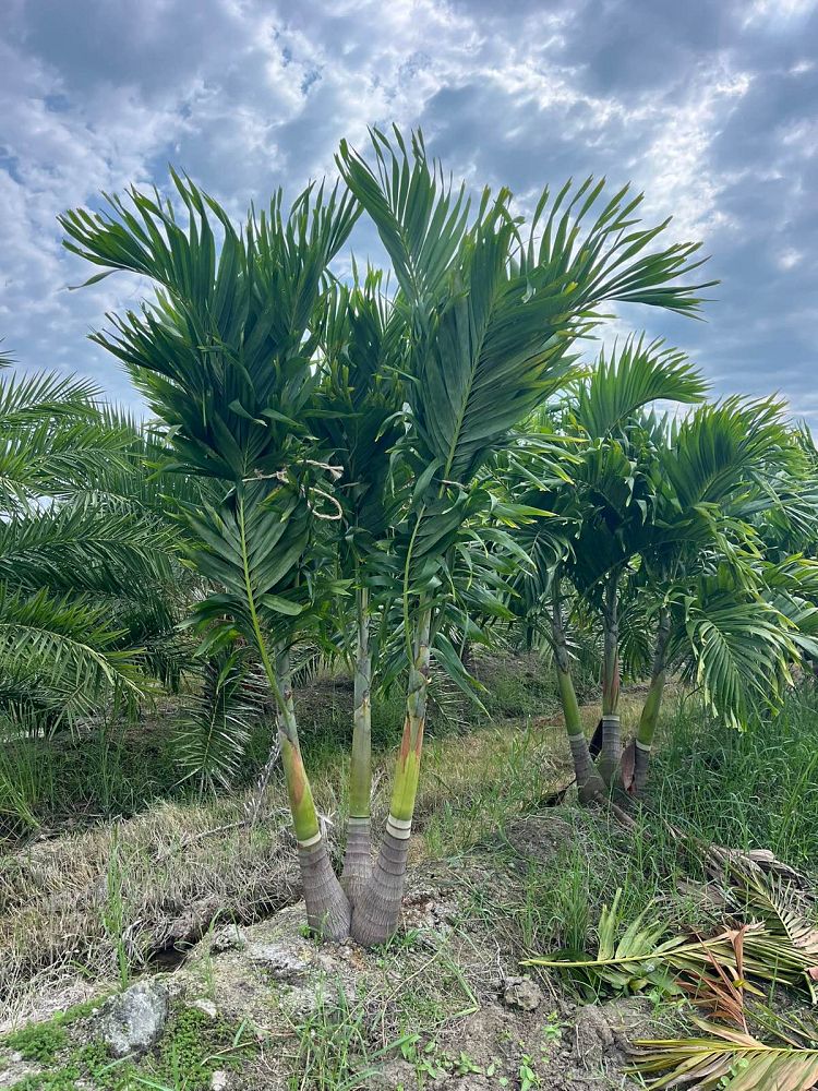 veitchia-merrillii-christmas-palm-adonidia-merrillii