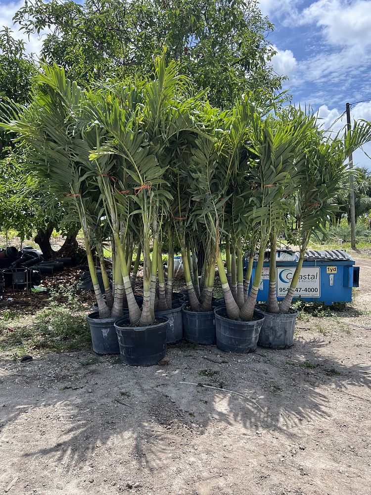 veitchia-merrillii-christmas-palm-adonidia-merrillii
