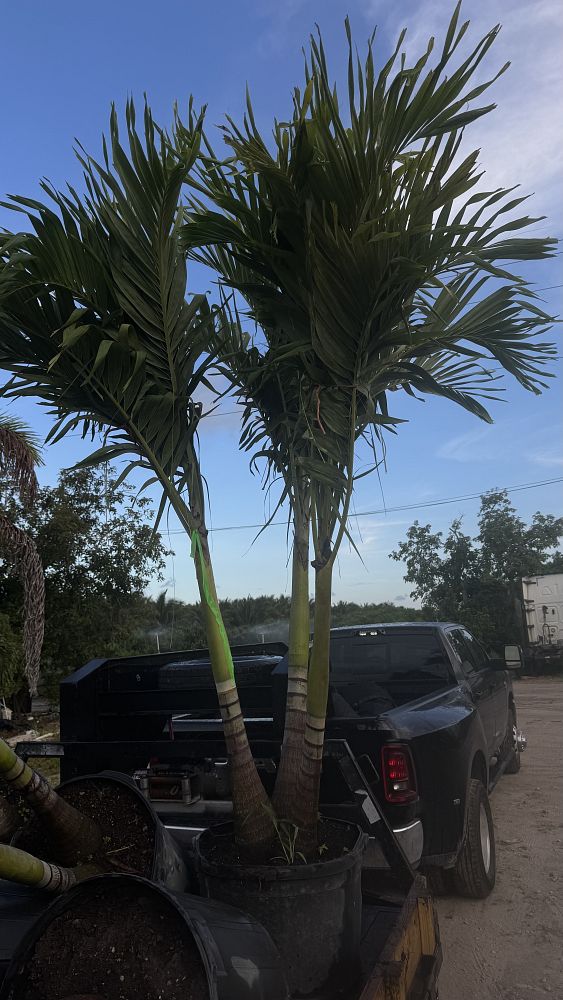 veitchia-merrillii-christmas-palm-adonidia-merrillii