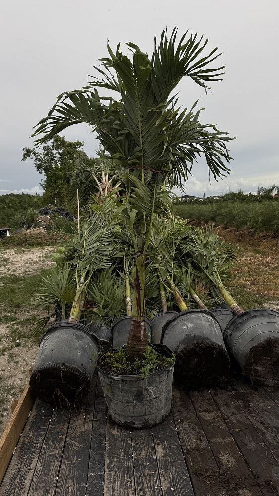 veitchia-merrillii-christmas-palm-adonidia-merrillii