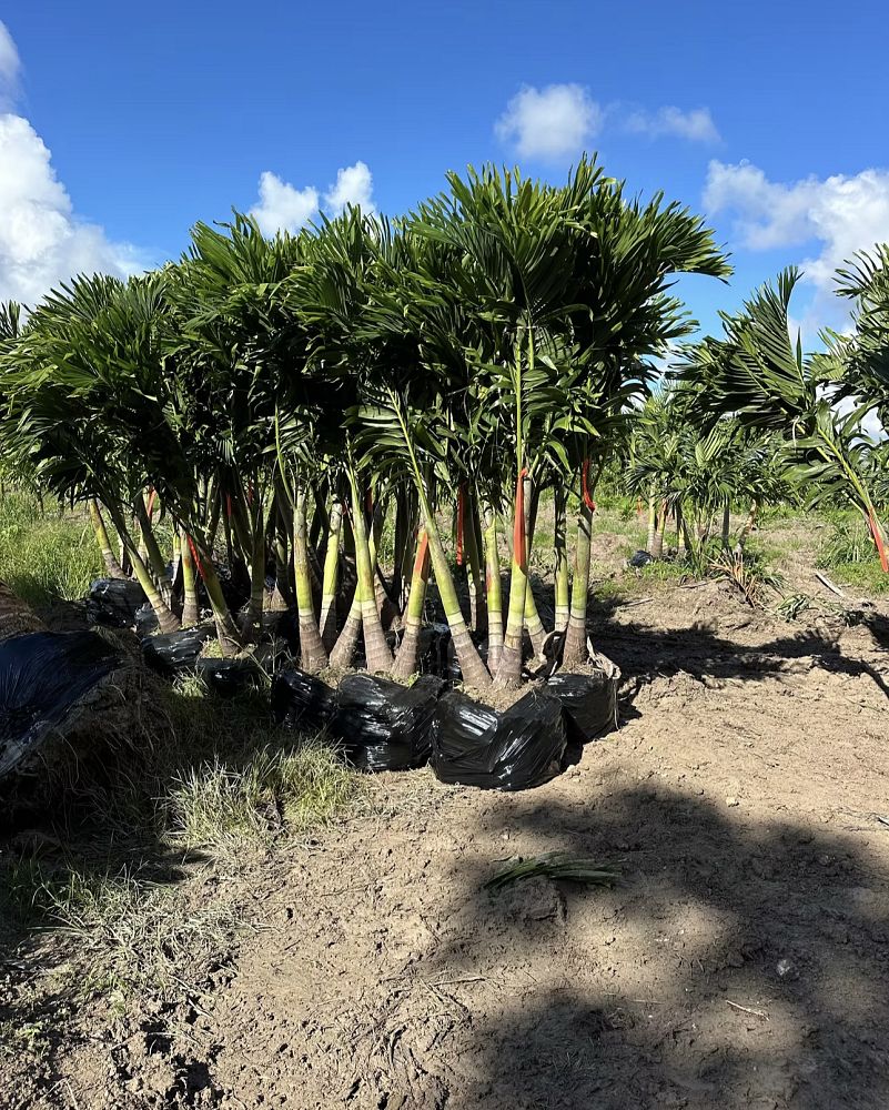 veitchia-merrillii-christmas-palm-adonidia-merrillii