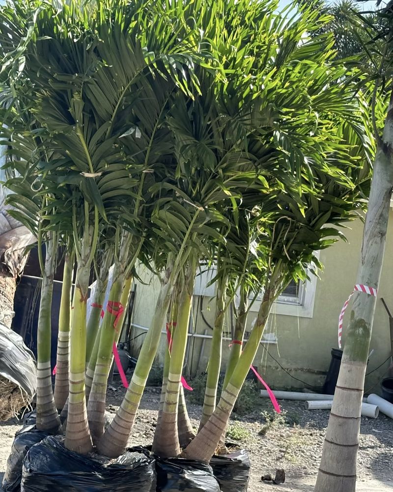 veitchia-merrillii-christmas-palm-adonidia-merrillii