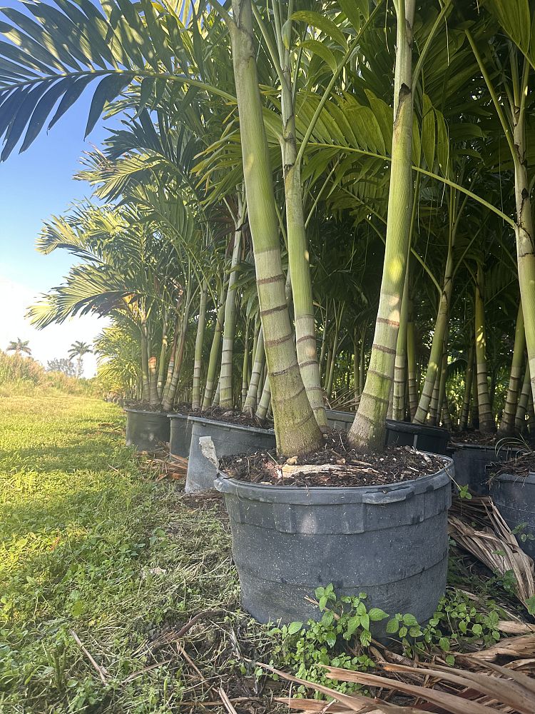 veitchia-merrillii-christmas-palm-adonidia-merrillii