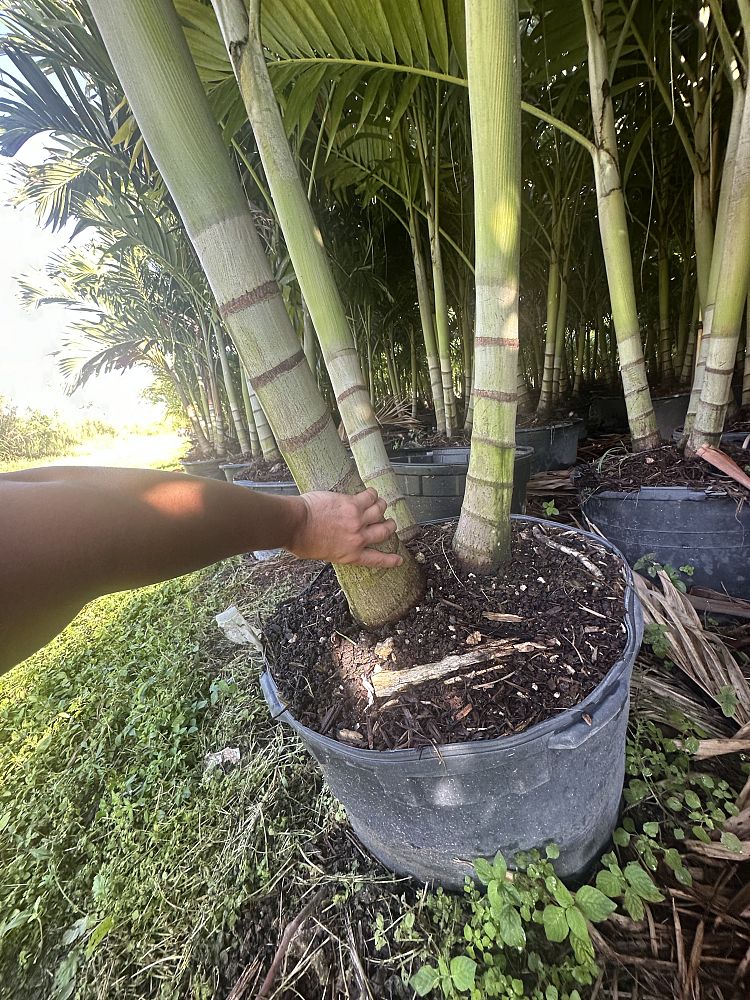 veitchia-merrillii-christmas-palm-adonidia-merrillii