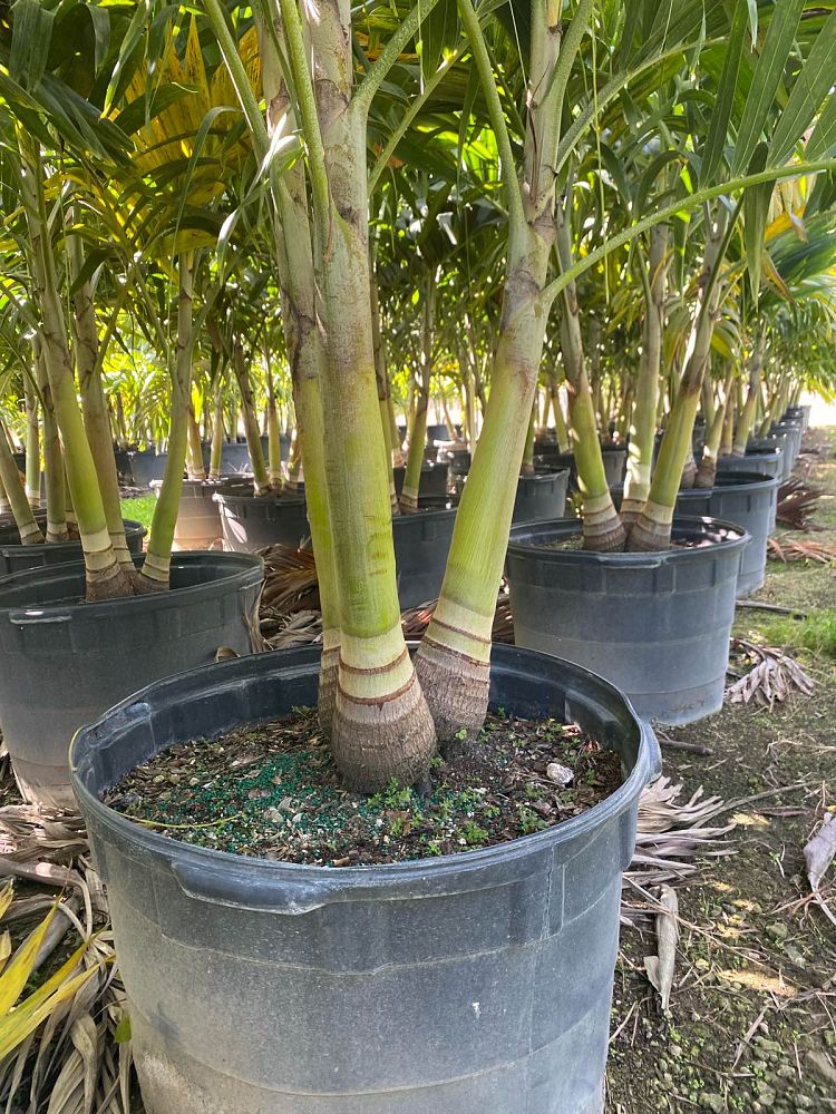 veitchia-merrillii-christmas-palm-adonidia-merrillii