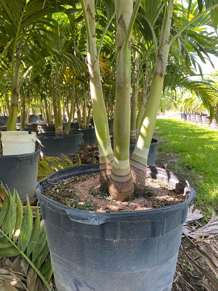 veitchia-merrillii-christmas-palm-adonidia-merrillii